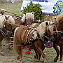 Shetland _Pony_G3_4a1(1)